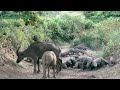 Wild Hunting || Process of Komodo Killing Buffalo in a Waterhole