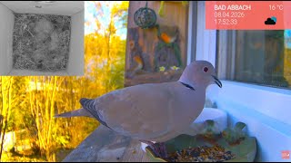 09.04. Vögel am Fensterbrett 🐦 Die Vogelwelt live & ganz nah erleben