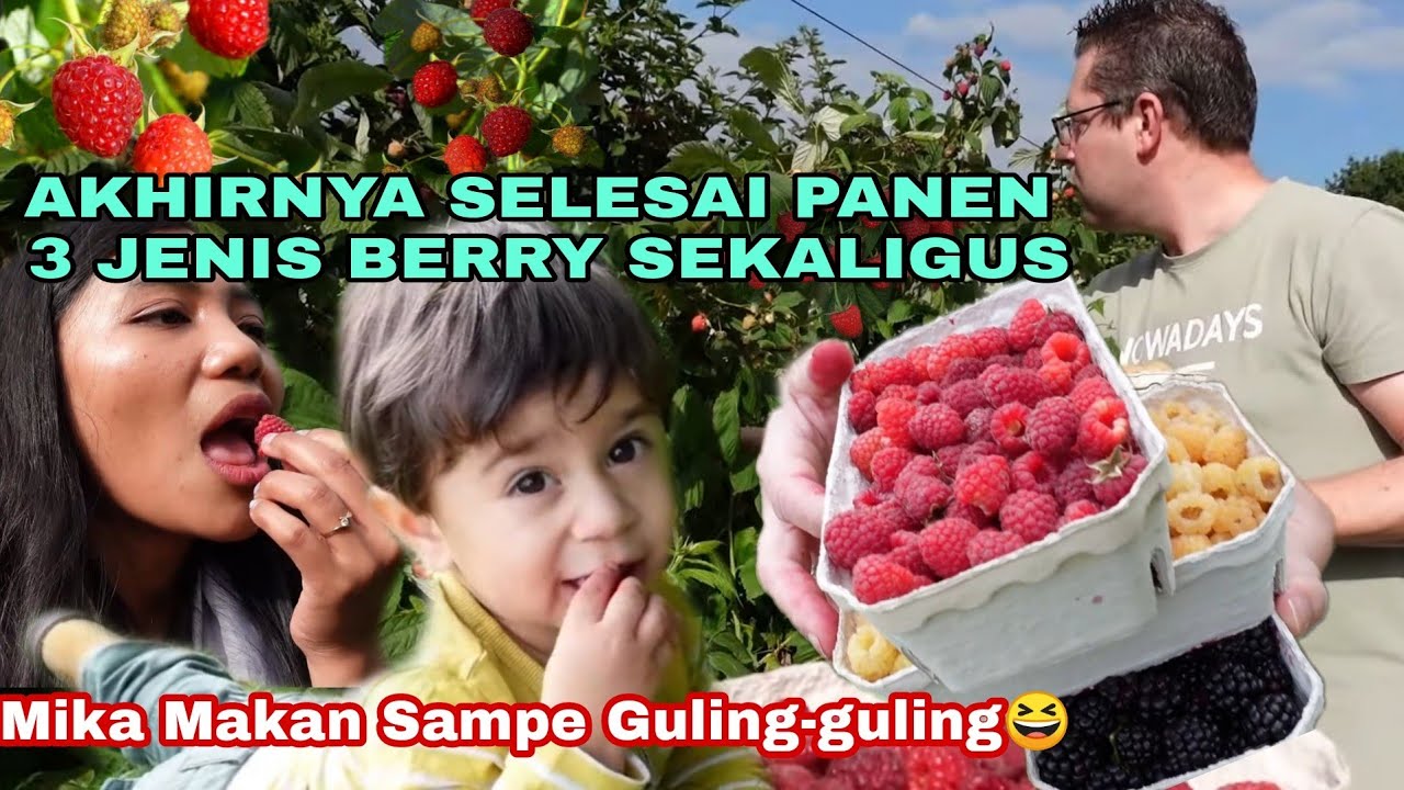 PANEN RASPBERRY MERAH SAMBIL MAKAN SEPUASNYA