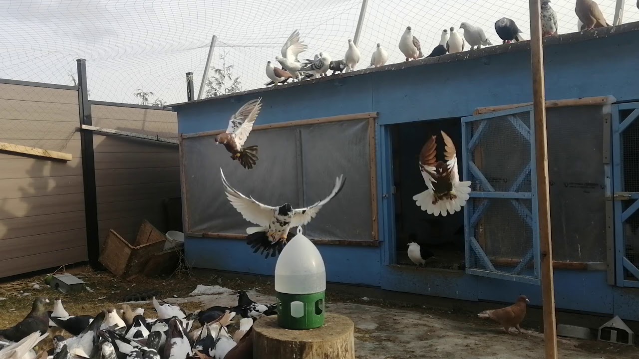 kaftar Afghani  Ontario Canada