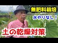 【水やりなし】猛暑を乗り切る土の乾燥対策3つのポイント 〜ほったらかしでご馳走野菜が収穫できます〜