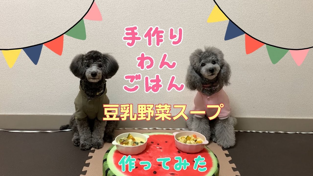 手作り犬ごはん 豆乳野菜スープとトイプードル Youtube