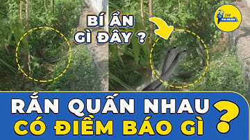 Bí ẩn hiện tượng hai con rắn quấn nhau | TIN NGẮN 24H