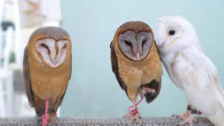 Owl stretch!! / Barn Owl // Name : BONITO