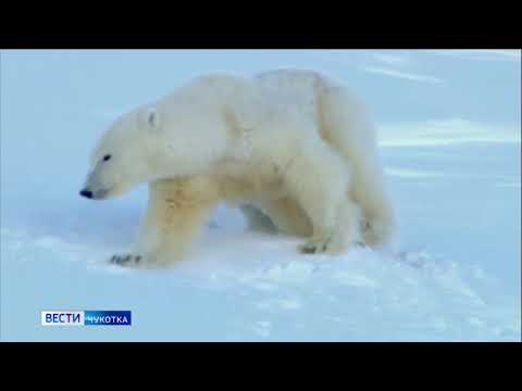 Учёт белых медведей на о. Врангеля
