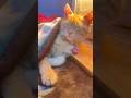 Mere Dora ki moj to dekho#viral #cat #catlovers #pets #like #trending #viral #shorts #yt