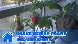 Indoor Gardening Tips : How to Make House Plant Leaves Shiny