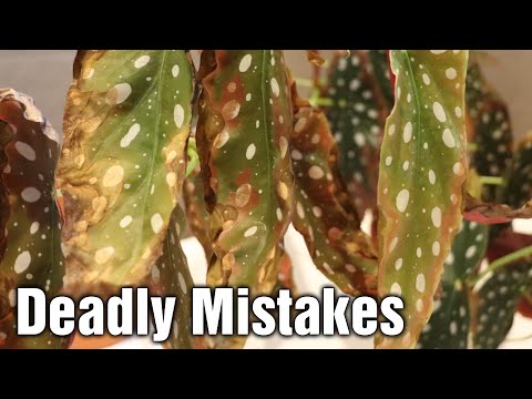 Video: Why Do Tender Begonia Leaves Dry And Wither