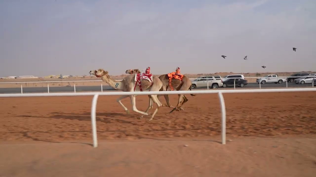 الشوط الرابع جذاع قعدان(سليل) للمالك/عبدالله حمد علي حمد العطية