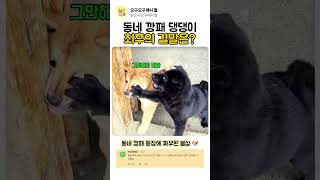 동네 깡패 댕댕이 최후의 결말은?