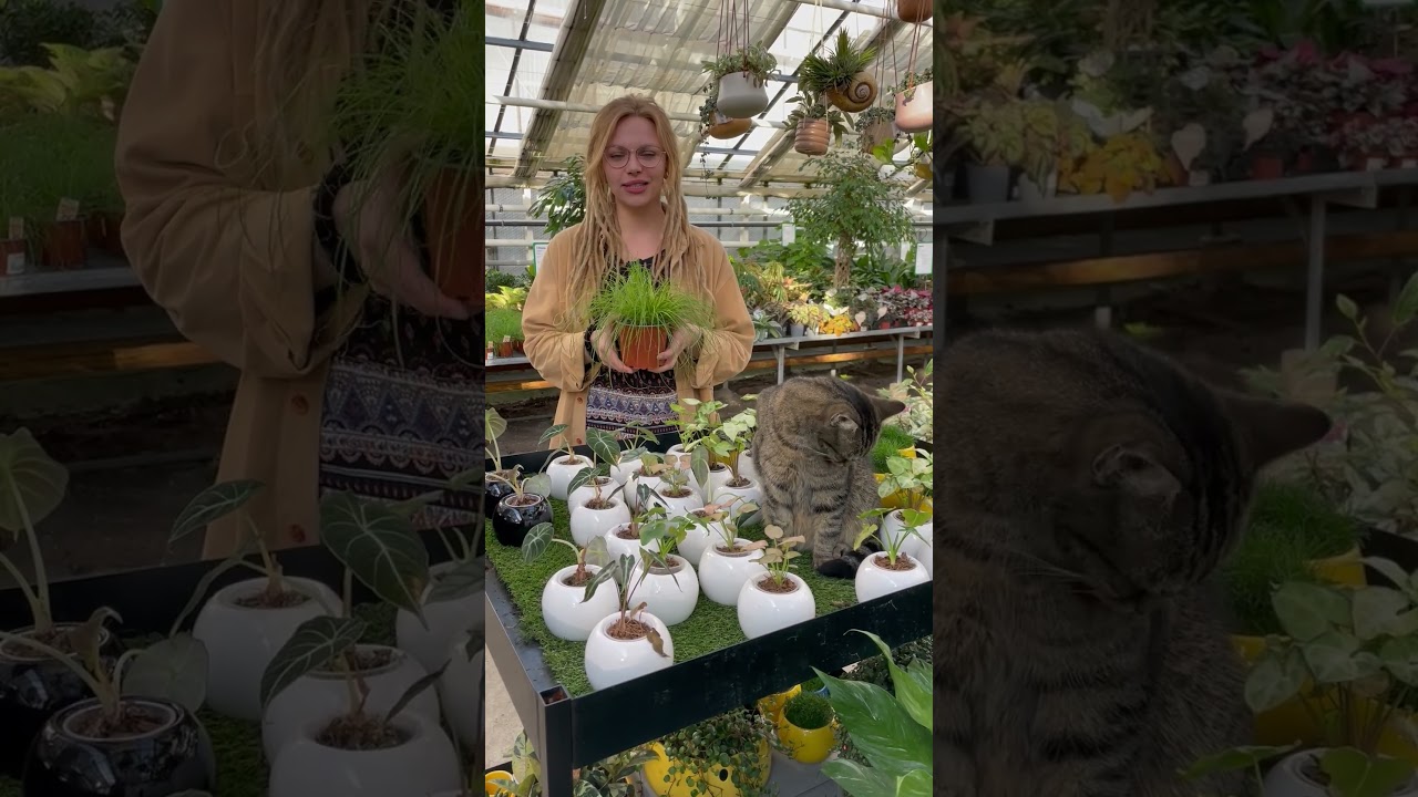 Tipp für Katzenbesitzer