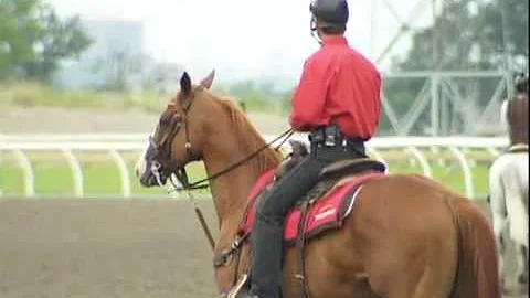 A day in the life of Woodbine's head outrider Robe...