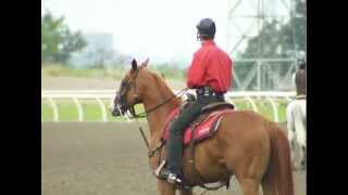 A Day In The Life Of Woodbines Head Outrider Robert Love