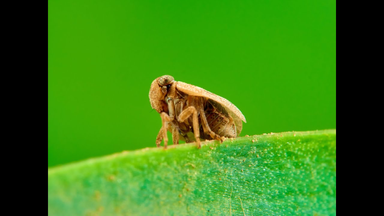 Simbiosis - Mutualismo entre hormigas y saltahoja
