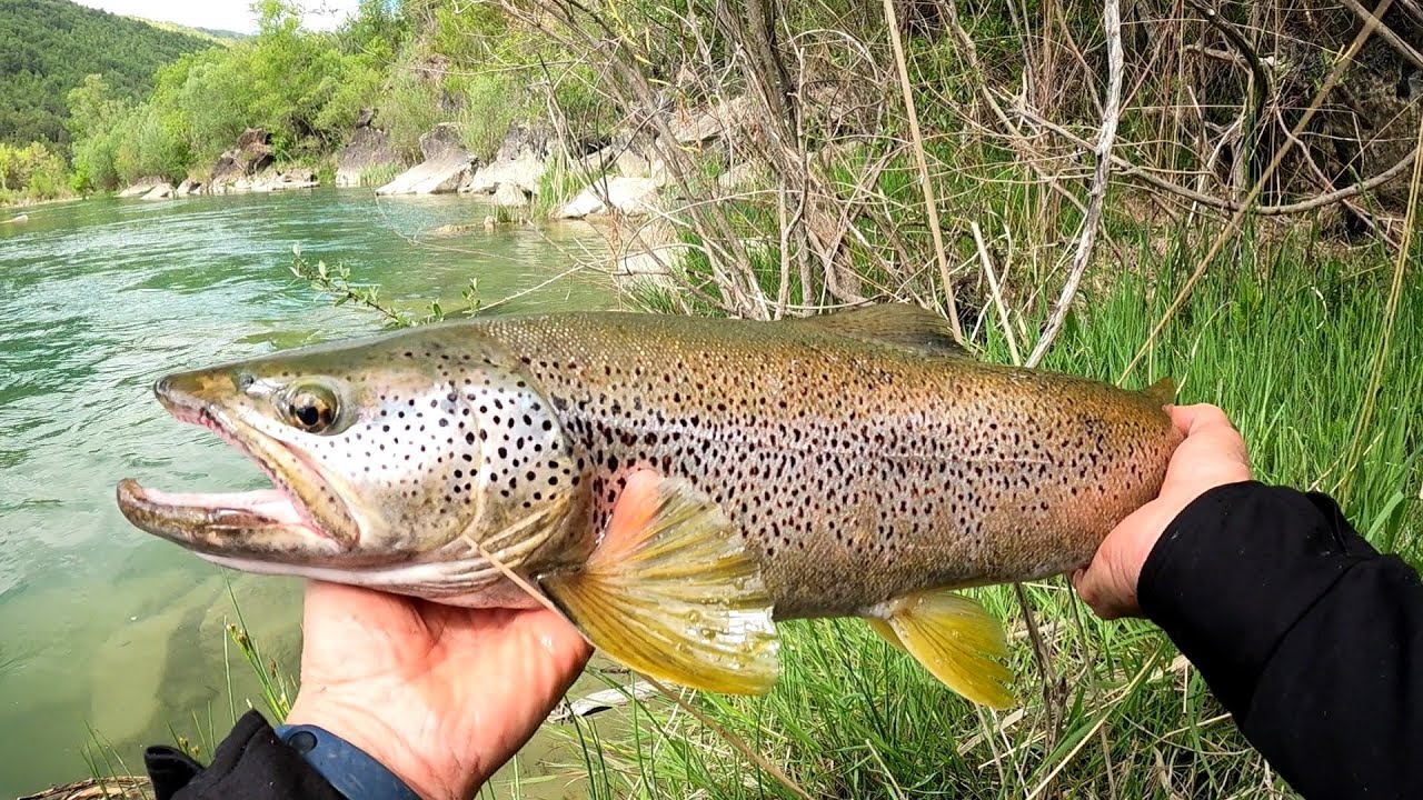 Mis vinilos preñados