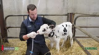 Stomach Tubing a Calf - Brilliant at the Basics