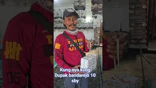 perkutut bangkok