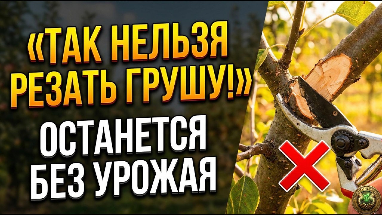 Как обрезать грушу, чтобы были плоды, а не голые ветки