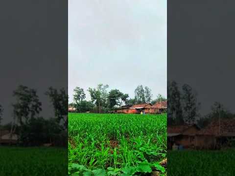 Cinematic Village Life 🌾 | Peaceful Farm Vlog | 4K#Cinematic #CinematicVlog