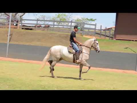 Lote 15B   Ipanema Cristal PVB   Embrião