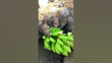 ăn chuối cả nải #giaitri #gametivi #automobile