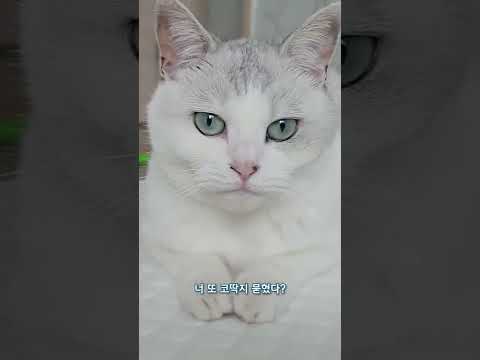 <strong>더럽다고</strong> 면박줬더니 고양이의 반격ㄷㄷ