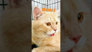 Bé mèo ú đi spa #chamsocthucung #cat  #petcenter #petcare #cute #meovathuuich #pets