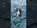 「パズにゃん/Kitten Match」Help Kitty Survive the Winter