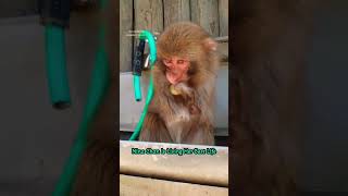 Nina Chan Is Impossible Not To Love #ninachan #youtubecreate #animalshorts #ytshorts