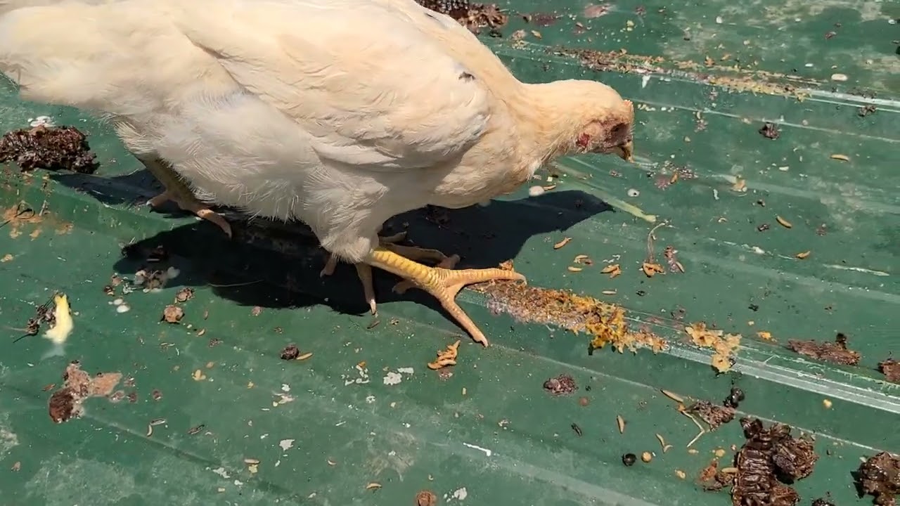 SLIMED How to to get hive beetle larvae to abscond and save your combs.
