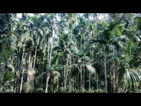 Mechanised Adike processing kannada - YouTube