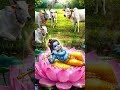 कमल के फूल पर लेटे बाल कृष्ण की जादुई बांसुरी! 🌸 | Cute Baby Krishna Playing Flute #shorts