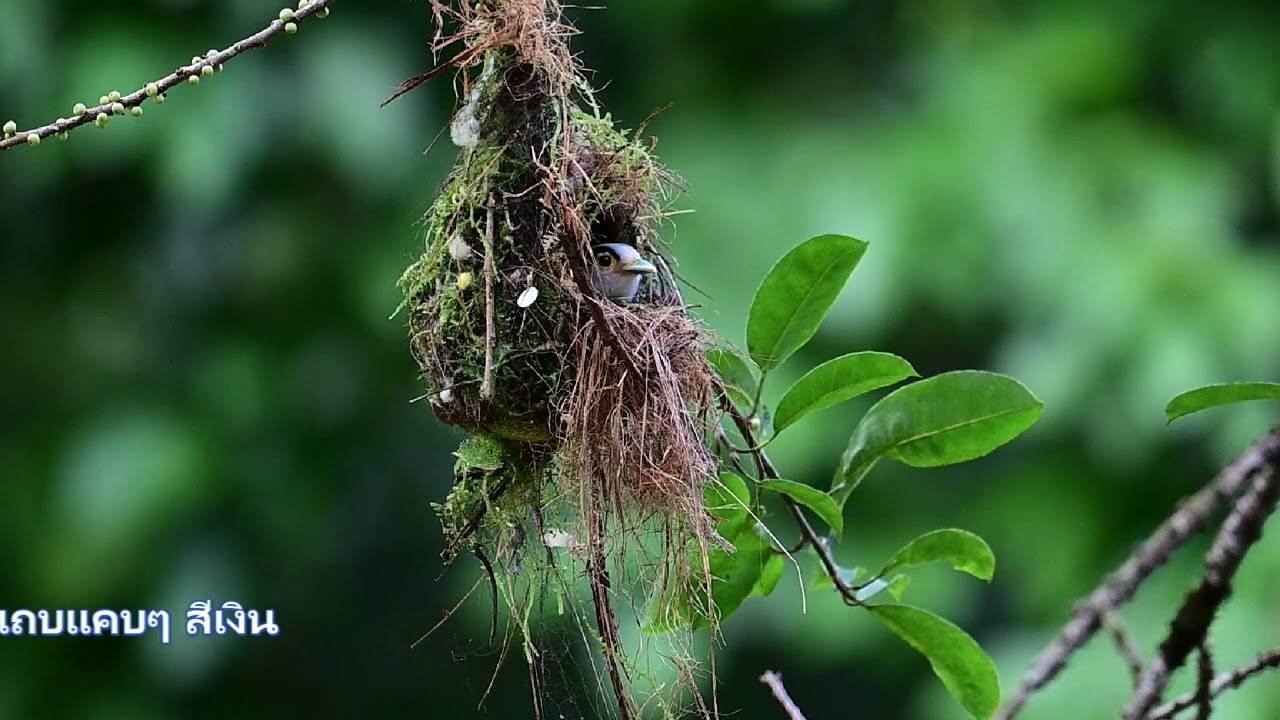 134  นกพญาปากกว้างอกสีเงิน  Silver breasted Broadbill