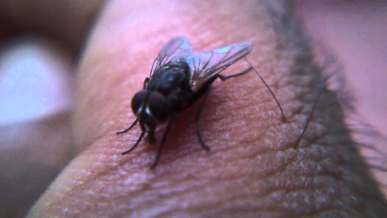 Fly-Closeup
