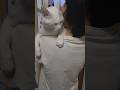 今のシロ。　 #猫のいる暮らし #猫 #保護猫