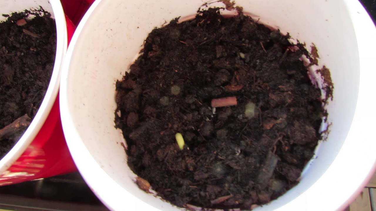 Planting Potatoes In 5 Gallon Buckets, Part 2 YouTube