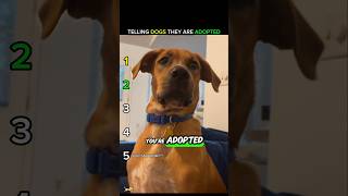 Telling Dogs Theyre Adopted Ranked