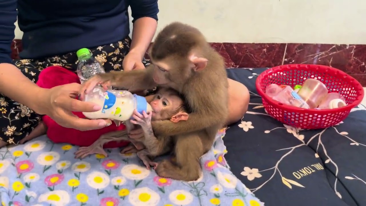 Baby monkey Miker #monkey #monkeybaby #monkeys #monkeyvideo #monkeydluffy #monkeylove #monkeyking