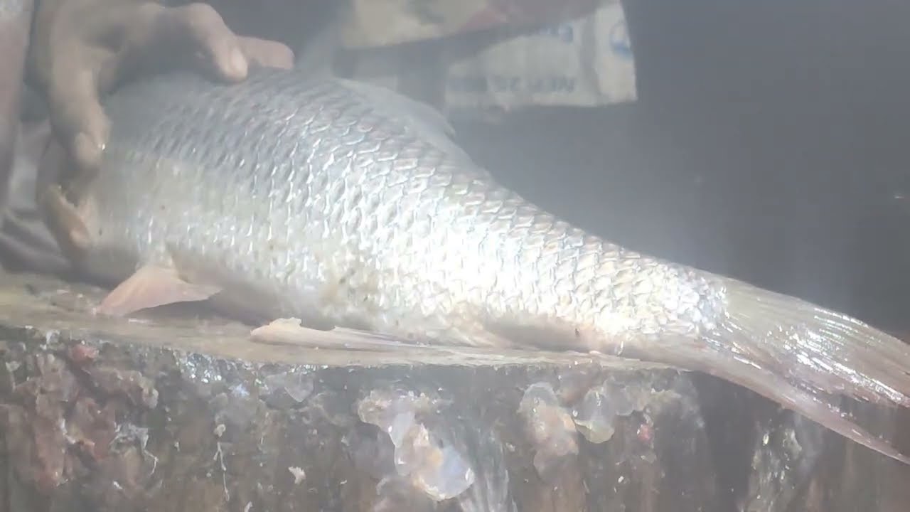 Amazing Cutting skills | Big Rui Fish Skinning & Cutting Live In Fish Market