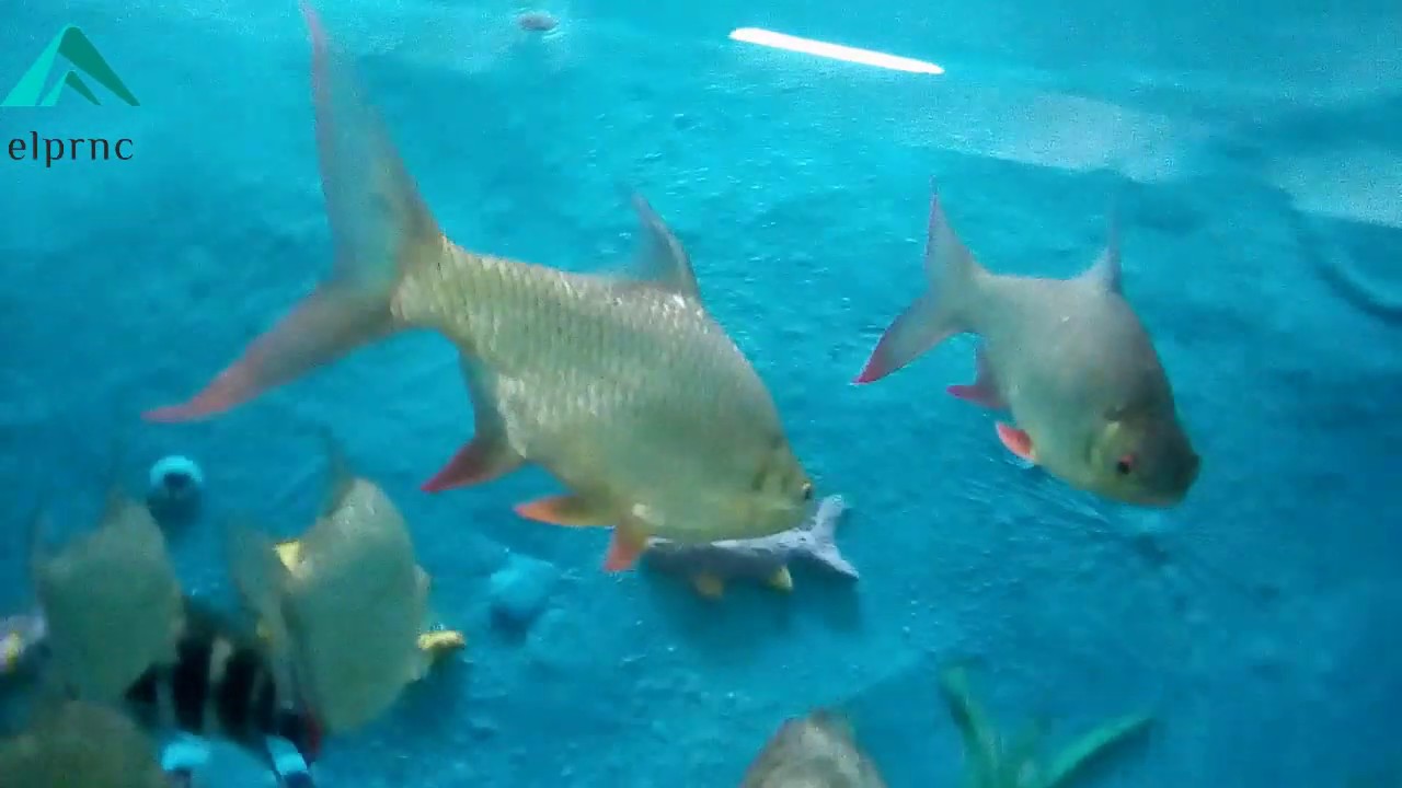 متحف الاحياء المائية بالأسكندرية Alexandria Aquarium YouTube