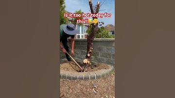 It’s too hot for Digging Tree Stumps Today!!😳😅