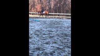 Bailey Flatwork 1 2/12/2015