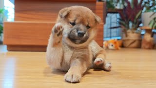 Henlo frens, dis Nezuko!