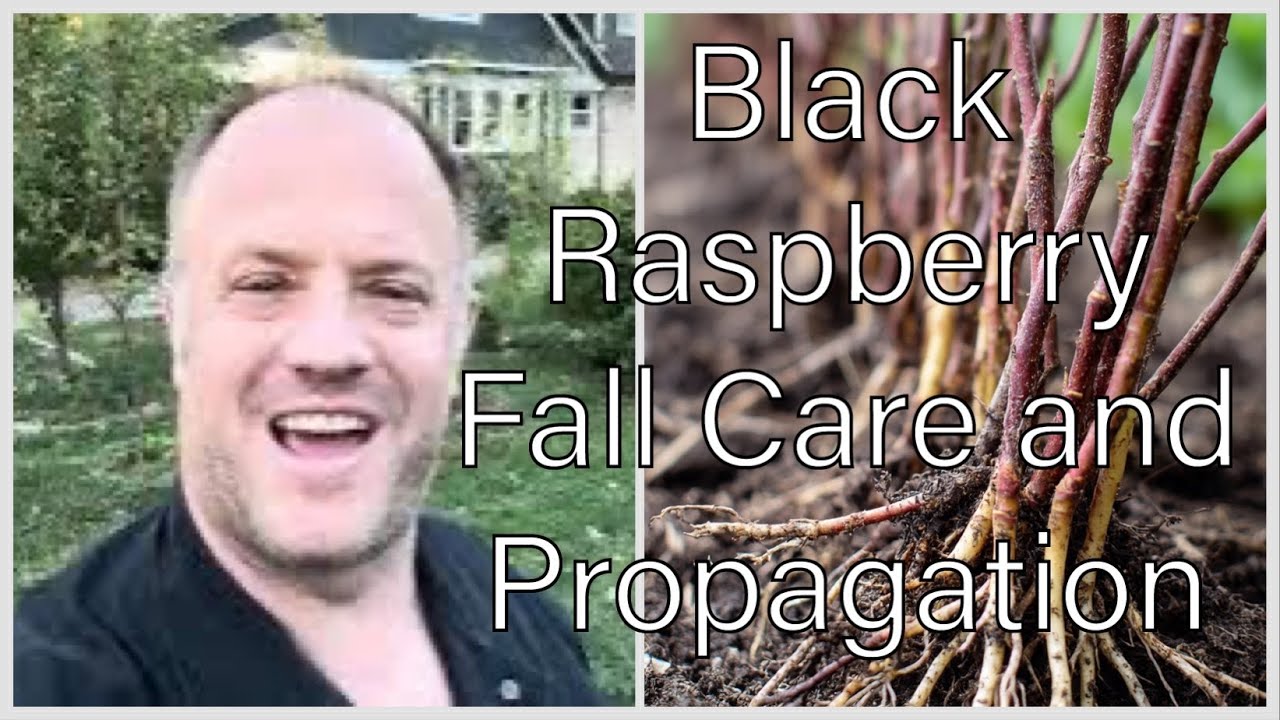 Уход за черной малиной и ее размножение осенью