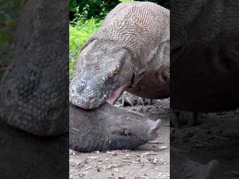 Komodo Swallow pig
