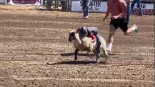 Comal County Fair and Rodeo kicks off this week with live music and free admission