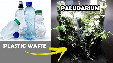 Set up Paludarium tank from plastic waste - Bể bán cạn làm từ rác thải nhựa