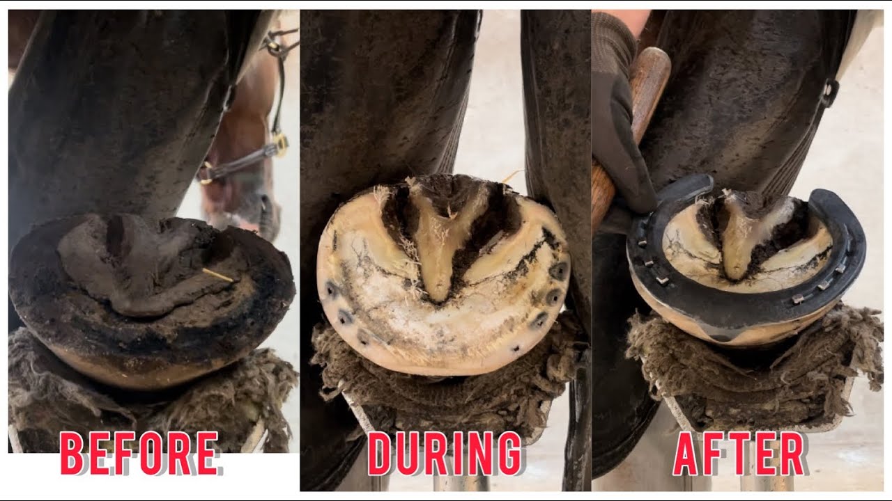 Farrier Restoration hoof Satisfying Horse YouTube