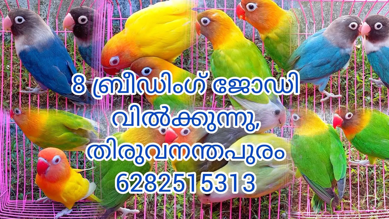 8 ബ്രീഡിംഗ് ജോഡി വിൽക്കുന്നു സ്ഥലം തിരുവനന്തപുരം‌,കേരളത്തിൽ ട്രാൻസ്പോർട്ട് ലഭ്യമാണ് 6282515313#pets