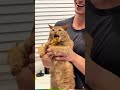 When Cats Become Food Thieves 😹🍗 #cat #catlover #catsvideo #cattok #cats